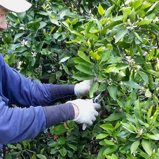 みかんづくり 和歌山県 田村産の 蜂久みかん 柑橘類